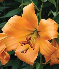 Lily African Queen Lilies At Burpee Com Lily Bulbs Oriental Lily Trumpet Lily