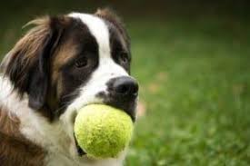 Apprendre L Ordre Donne Ou Lache A Son Chien Chien Huile De Coco Jeu Chien