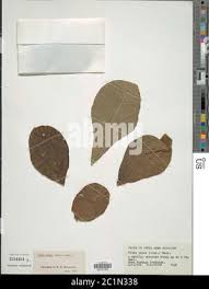 Image result for Vitex payos