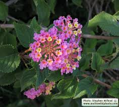 Image result for Lantana moldenkei