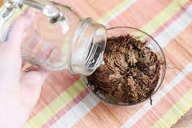How To Take Care Of A Rose Of Jericho Hunker Jericho Rose Planting Roses Plants
