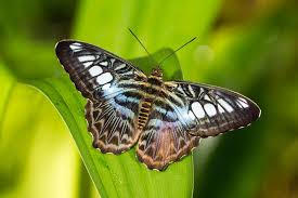 07 Botanischer Garten Munchen Schmetterlinge Kamelien Etc