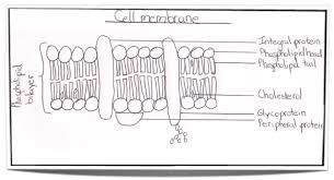 Plasma Membrane Diagram Worksheets Biology Notes Plasma Membrane Biology