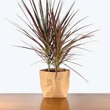 Image result for dracaena