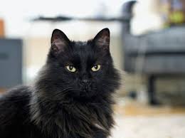 Maine coons and norwegian forest cats can look and act alike if you are unsure what characteristics to look out for but keep reading and we will tell you firstly both the cats share very similar traits and its believed in some circles that the maine coon cat is a descendant of its norwegian counterpart. Norwegian Forest Cat Full Profile History And Care