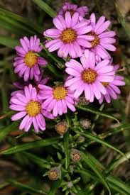 Image result for Athrixia phylicoides