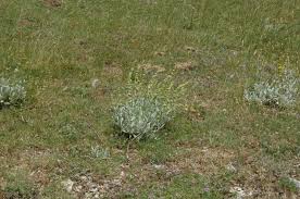 Image result for Stachys aculeolata