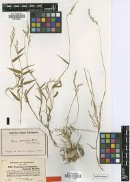 Image result for Urochloa comata