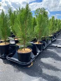 Image result for Vismia orientalis