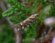 Image result for Ericinella