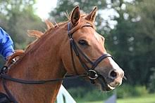 We did not find results for: Horse Teeth Wikipedia