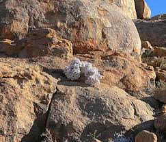 Image result for Jamesbrittenia huillana