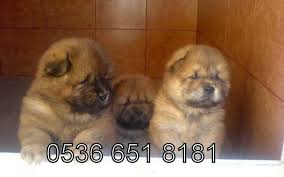 Satilik Chow Chow Yavrulari Arsivleri Satilik Yavru Kopekler Satilik Chow Chow Yavrusu Satilik Chow Chow Yavrusu Sirin Chow Chow Yavrulari V In 2020 Pets Animal Lover