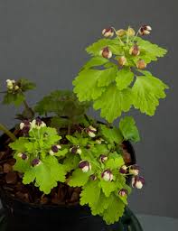 Image result for Isopyrum nipponicum