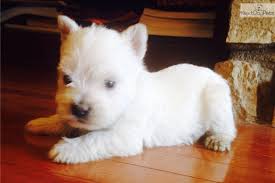 Pin By Tena Kubik On Puppies Westie Puppies Westie Puppies For Sale West Highland White Terrier