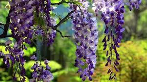 Pin On Garden Wisteria