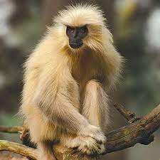 Golden Langur A Primate Only Found In Bhutan Animals Beautiful Animals Animal Pictures