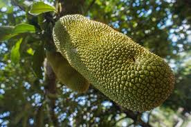 Larik yang tepat untuk melengkapi pantun di atas a a. Cempedak Fruit A Helpful Guide To A Weird Exotic Fruit