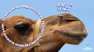 For the most part, the third eyelid of a feline is not visible. Ff 8 10 18 Final Camels Have Three Eyelids Positivities Com