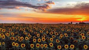 Sunflower Field Wisconsin Sunflower Field Bergsbaken Farms Wisconsin Sunset Sunset Photography Travel Photography Sunflower Photography Sunset Photography