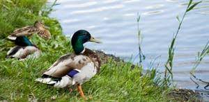 Es wird erstklassig usps mit tracking in einem starren mailer. Enten Im Garten Halten Wie Der Teich Beschaffen Sein Sollte