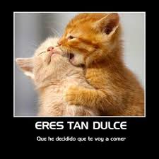 Las flores pueden significar vida, renacimiento, transformación, evolución y sin embargo son un componente maravilloso que nos llena de alegría. Imagenes De Amor Bonitas Con Gatitos Y Perritos Tiernos