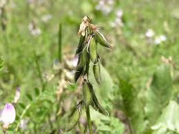 Image result for Astragalus