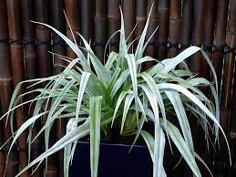 This tends to become quite overpowering. Astelia Chathamica Silver Spear Architectural Plants