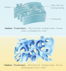 Check spelling or type a new query. Struktur Dan Fungsi Retikulum Endoplasma Siswapedia