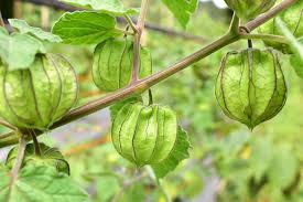 Image result for Physalis lagascae