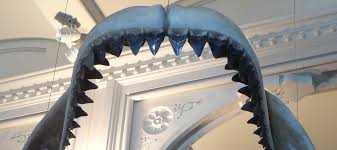 Megalodon teeth can exhibit a very wide range of colorations which are often very distinctive to the locality at which they are found. Megalodon Teeth From South Carolina Usa Natural History Curiosities