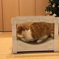 pin by sherryke on tacskomacska decorative tray cats decor