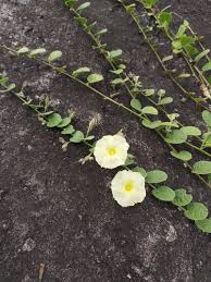 Image result for Merremia verecunda