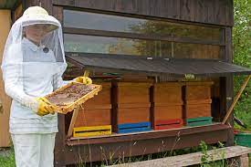 Du hast wahrscheinlich jede menge bienenfreundliche blumen, gehölze du solltest keine pestizide verwenden, denn durch diese können bienen sterben. Bienen Halten Ein Faszinierendes Hobby