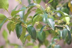 Image result for Cassipourea