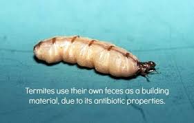 Termites Termites Termite Control Termite Infestation