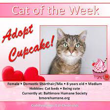 Cat Of The Week Cupcake Baltimore Humane Society Cats Cat Adoption Living With Cats