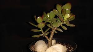 The dwarf jade is a superb succulent native to south africa and a favorite among elephants when dinner time rolls around. Bonsai De Suculentas Youtube