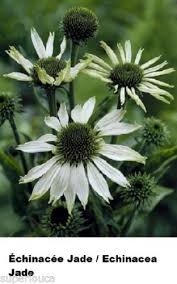 Echinacea Echinacee Green Jade15 Canada Seeds Coneflower Heirloom Medicinal Herb White Plants Perennials Plants