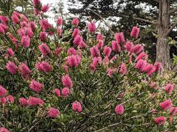 Image result for Callistemon
