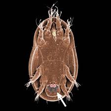 Image result for Brachythrix