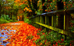 Autumn Season Hd Wallpapers Wallpaper Cave Best full hd 1920x1080 wallpapers. autumn season hd wallpapers wallpaper