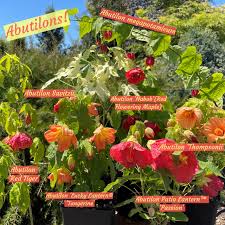 Image result for Abutilon sp.no.1