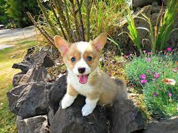 #167586 text or call through this number (63o) x 326 x 431o for more infothe mother is a. Cute Akc Registered Corgi Puppies For Sale Dogs For Sale In Billings Mt Montana