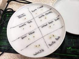 However, we suggest using either starter cubes or rockwool when germinating cannabis seeds for hydroponics, as this will take the risk of damaging the sprouts to the. How To Germinate Weed Seeds Paper Towel Method Grow Weed Easy