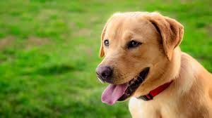 Labrador retriever puppies for sale labrador retrievers are america's most popular companion. Why Are Labrador Retrievers The Most Popular Dog Breed K9 Web