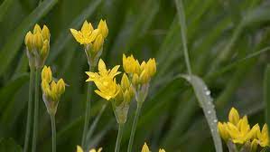 They have a balance of astringency and sweet in their flavor. Beautiful Blooming Yellow Onion In Stock Footage Video 100 Royalty Free 27901405 Shutterstock
