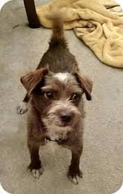 Pictures Of Barnaby A Chihuahua Wirehaired Fox Terrier Mix For Adoption In Houston Tx Who Needs A Loving H Kitten Adoption Wirehaired Fox Terrier Dog Adoption