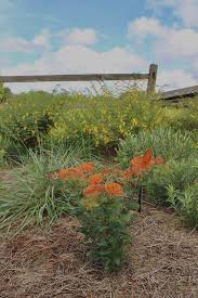 Image result for Asclepias foliosa