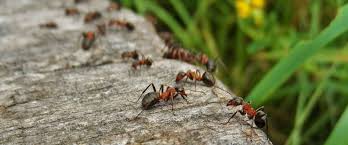 Saupoudrez du marc de café aux endroits où passent les fourmis et sur leur fourmilière pour les repousser. Lutter Contre Les Fourmis Astuces Truffaut